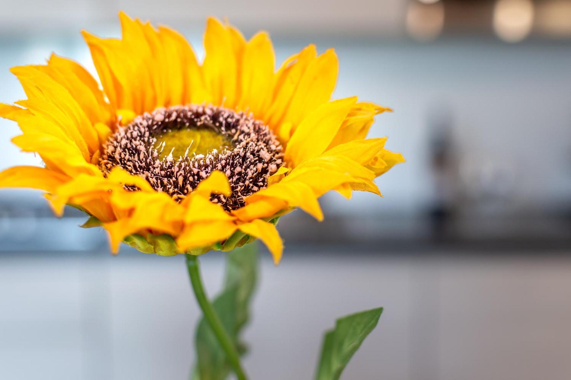 Sunflower Con Vista Su Siena Villa Corsano  Luaran gambar